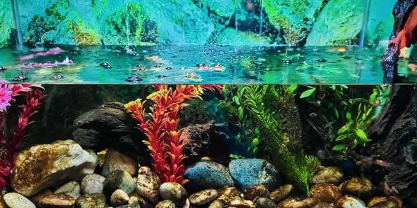 Aquarium mit Korallen und bunten Fischen – Aquarium-Umzug Bitburg