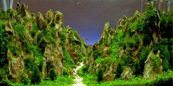 Aquarium mit Felslandschaft und Pflanzen – Umzug mit Aquarium in Bitburg