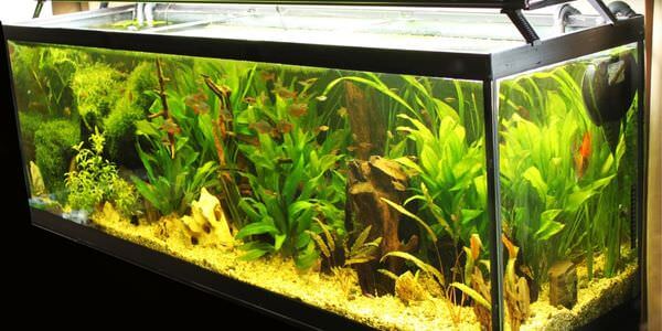 Aquarium-Umzug Bitburg: Längliches Aquarium mit grünen Wasserpflanzen