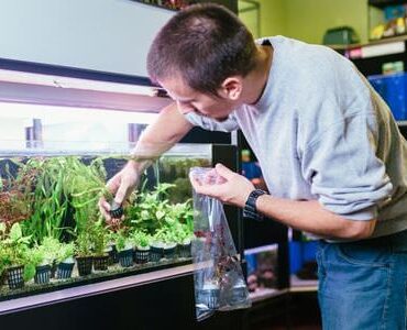 Mann versorgt Aquarienpflanzen vor einem Aquarienregal