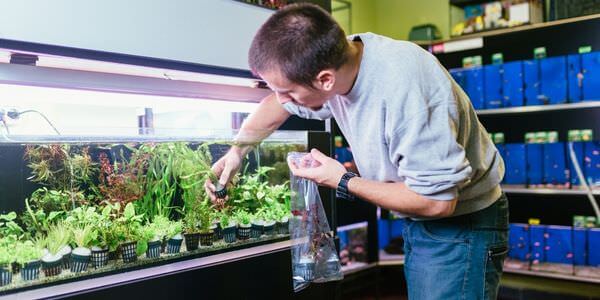 Mann versorgt Aquarienpflanzen vor einem Aquarienregal – Umzug mit Aquarium in Bitburg